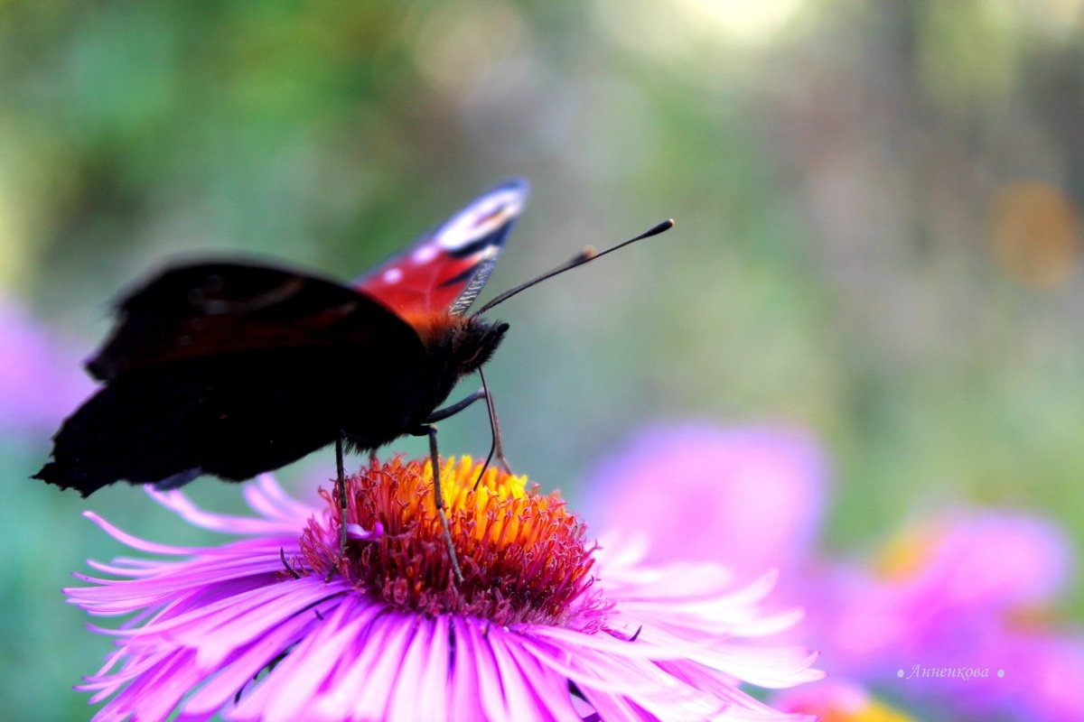 Время летит. Но бабочка  свою короткую жизнь не тратит на то, чтобы быть не хуже других. Фото дочери