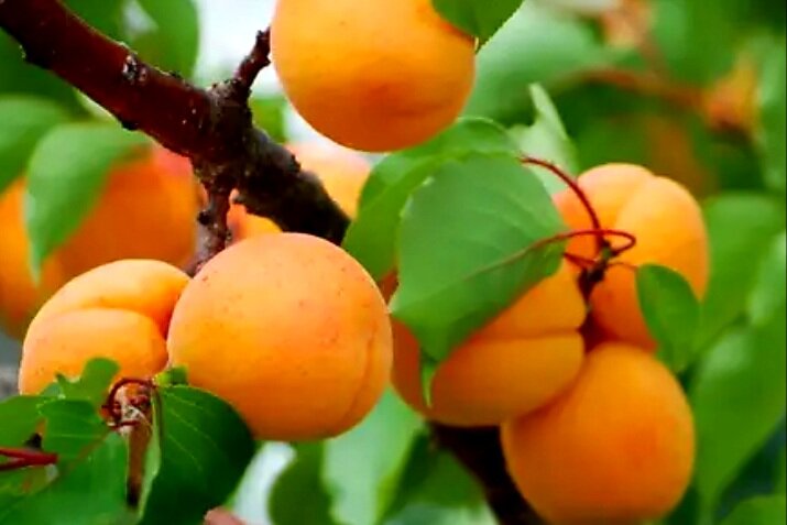 Абрикос
