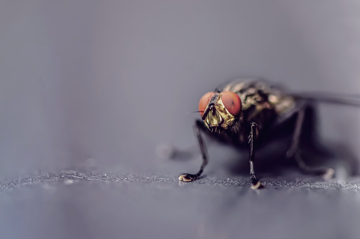 Иллюстрационное фото взято на сайте pixabay.com