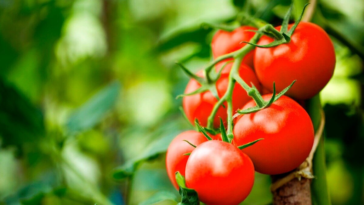 Фото: avatars.mds.yandex.net

