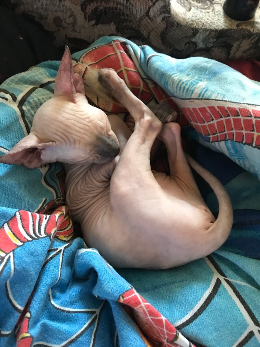 Наша кошечка