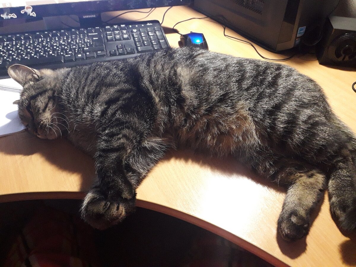Ну и фото моего кота.