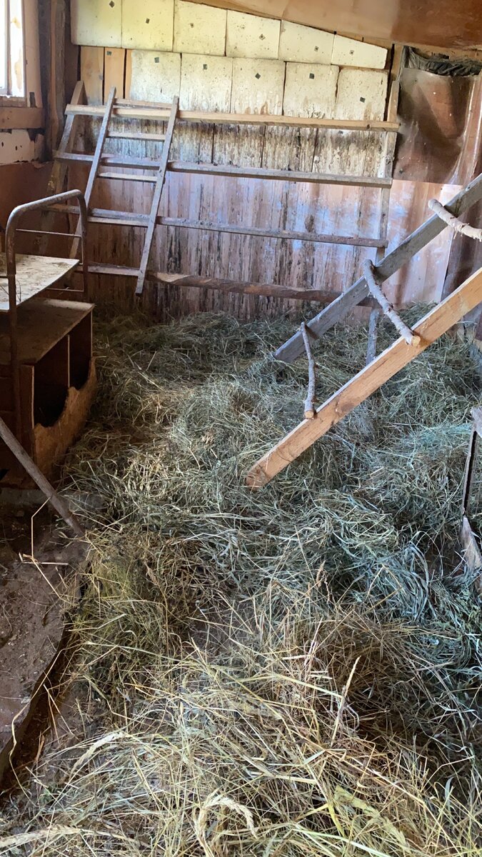 Мой курятник