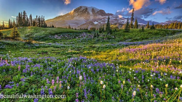 Facebook Twitter  Ресурс
Вам обязательно следует посетить регион около величественной горы Рейнир! Эта гора является одной из самых высоких вершин в Вашингтоне и пятой по высоте горой в других смежных 48 штатах США.Талол, Такома или Тахома такое название когда-то носила гора Рейнир (Mount Rainier), что означает «мать воды», но названа была «Рейнир» в честь контр-адмирала Питера Реньера, друга капитана  Джорджа Ванкувера, который и был первым европейцем, открывшим эту гору.Ежегодно более двух миллионов туристов наведываются в этот национальный парк. Каждый, побывав здесь найдет для себя чем заняться и получит удовольствие от восхождения на гору, прогулки по красивому парку, отдыха в кемпинге или катания на лыжах зимой. На территории парка расположено более 600 кемпингов и лоджей. Туристы могут отправиться в путешествие по горным тропам общей протяженностью 480 км. На южном склоне у подножья горы расположено самое посещаемое место под названием Райская долина. Это по-настоящему прекрасная долина, которую стоит увидеть.Большинство посетителей парка, которые хотят наслаждаться дикой природой, не ограничиваются обычными горными тропами Реньир, они идут исследовать глубины парка. Зимой здесь количество туристов не меньше, чем летом, так как природа создала самые прекрасные  возможности для лыжников.Следует отметить, что вершина горы Рейнир покрыта 26 ледниками и каждый из них имеет свое название. Со всем снегом и льдом они  представляют собой огромную систему ледников, которая включает в себя ледники Carbon и Emmons. Легче  всего добраться до ледника Nisqually. За последние 45 лет он увеличивался в несколько раз, а затем снова уменьшался, растаяв, что указывает на очевидные изменения климата. Захватывающая тропа длиной 149 км, которая проходит по склонам горы Рейнир, называется Wonderland Trail, дает возможность насладиться удивительными видами на вершины горы и ледники. В последний раз стратовулкан Рейнир извергался в 1820-1854 годах.Эта удивительная местность предлагает множество прекрасных возможностей для отдыха круглый год, и они не ограничиваются только пешим туризмом и катанием на лыжах. Также вы можете испробовать множество вещей, которые вам доставят колоссальное удовольствие: катание на лошадях, горных велосипедах, рыбалка, парк дикой природы и многое другое.Стоит отметить, что самой высокой точкой, к которой вы можете доехать в Каскадных горах является  Sunrise area, на высоте почти 2000 метров. Из Sunrise открывается потрясающие панорамные виды на регион.Еще одно интересное место, которое стоит посетить в зоне Ohanapecosh  – это трейл Grove of the Patriarchs (Роща Патриархов), где  вы найдете деревья, которым более тысячи лет.Одним словом, гора Рейнир расположена в 90 км к юго-западу от Сиэтла, и к ней легко добраться. Обязательно посетите национальный парк и полюбуйтесь завораживающими видами.