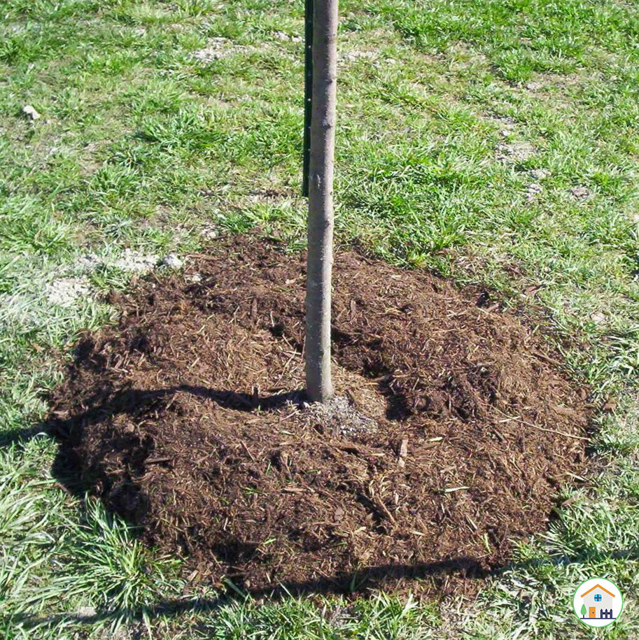 Компост под молодым саженцем яблони.