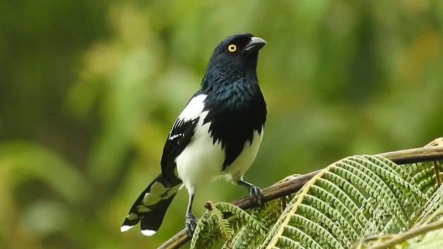 Cissopis leverianus