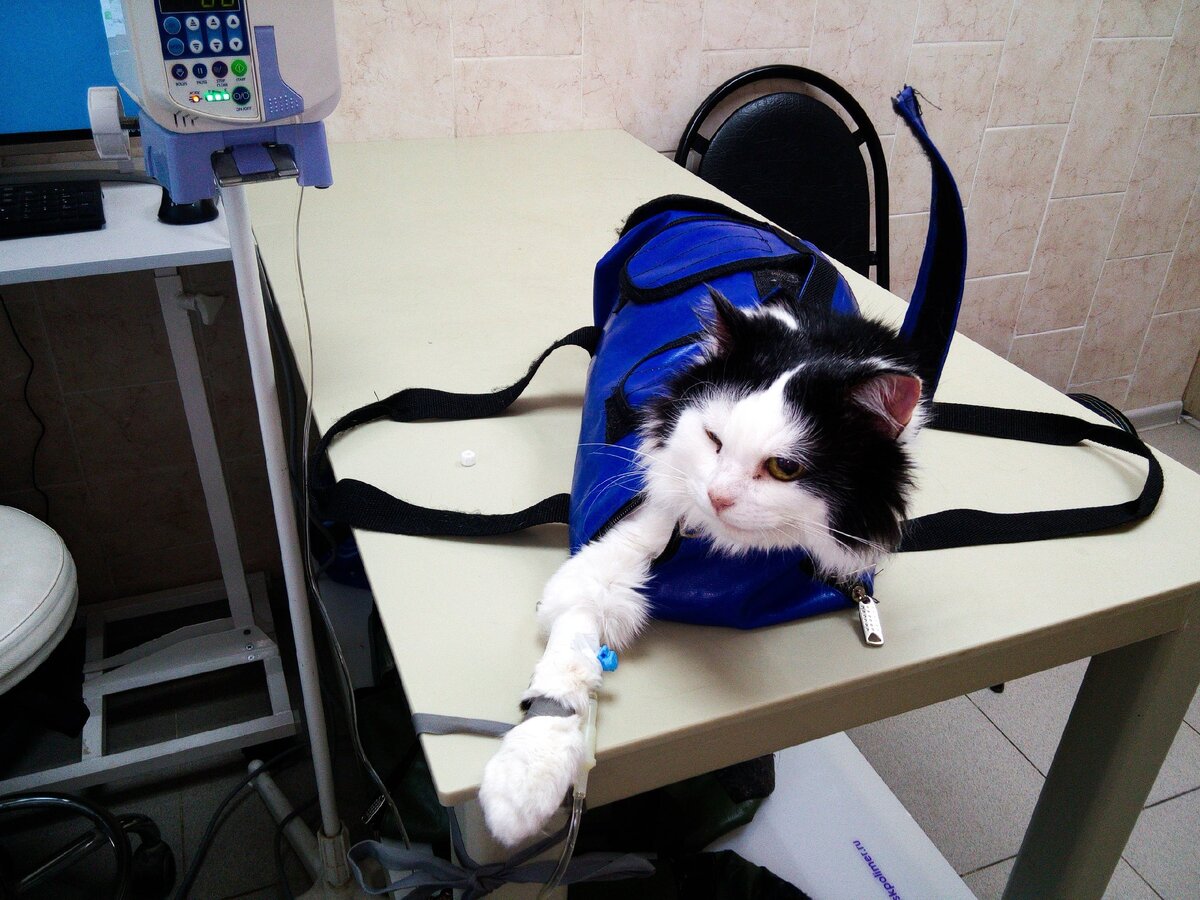 Инсулин является пищей для всех органов тела. При нехватке глюкозы, системы голодают, нарушается работа сосудов. Глюкоза скапливается во всех органах, особенно в почках. Из-за этого нарушается водный баланс в организме, кошка начинает много пить, много ходить в туалет. 