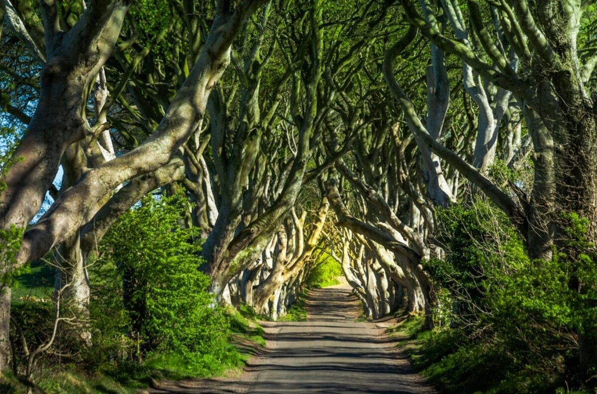 Фото: Pfeiffer / Shutterstock.com