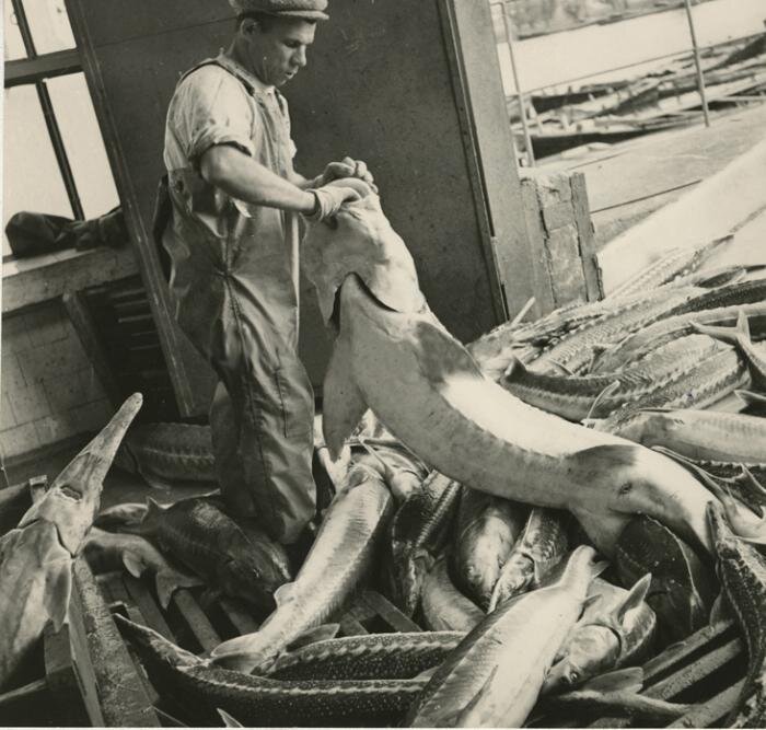 Три популярные в СССР рыбы, которые сейчас исчезли из магазинов