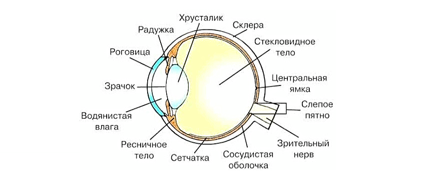 Строение глаза