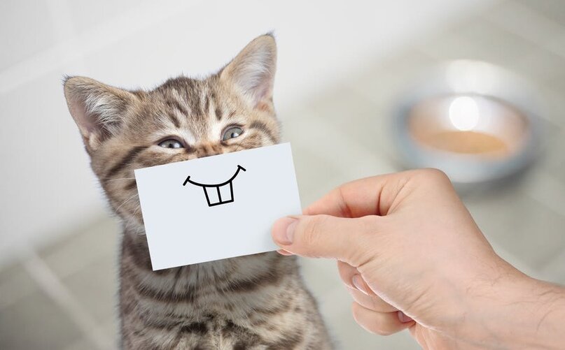 Котик рад, что вы читаете мою статью.