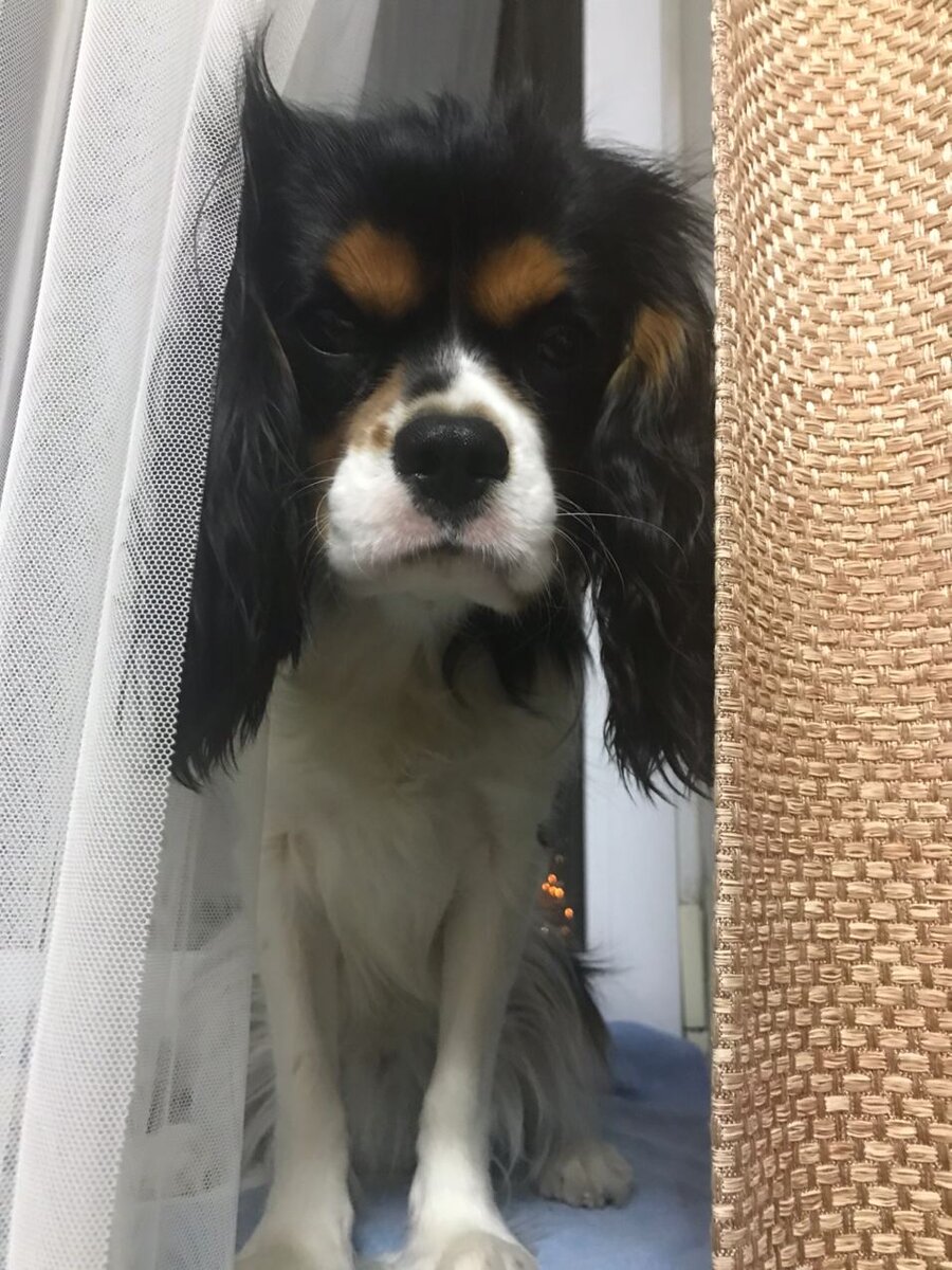 Кавалер Кинг Чарльз Спаниель -Ричард