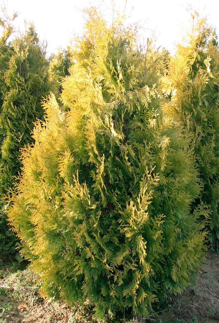 туя yellow ribbon. туя западная еллоу риббон. туя западная йеллоу риббон. туя западная еллоу риббон (yellow. туя еллоу риббон.