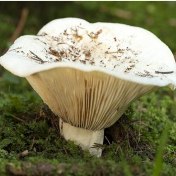 Груздь перечный