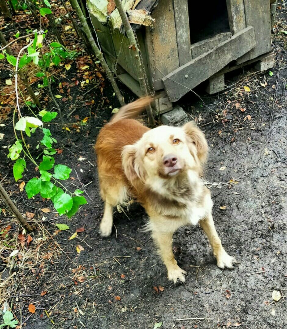 У Лакки необычные глаза медового цвета 