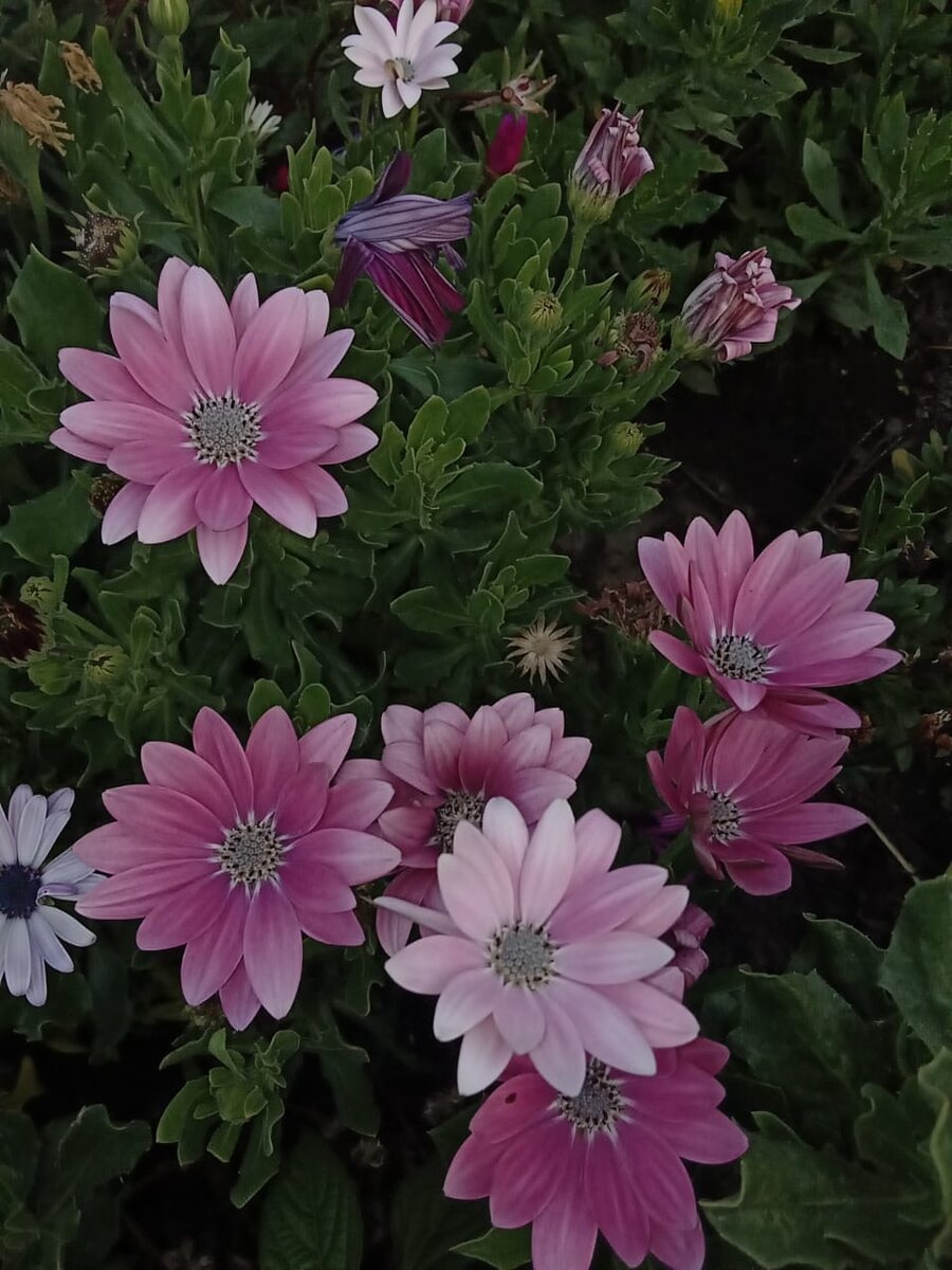 Ещё остики бывают вот такого нежно=розового окраса (личное фото)