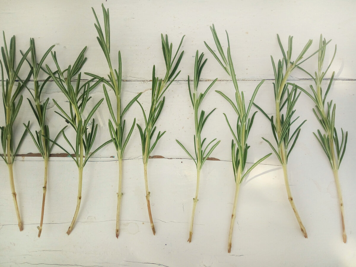 Черенки розмарина