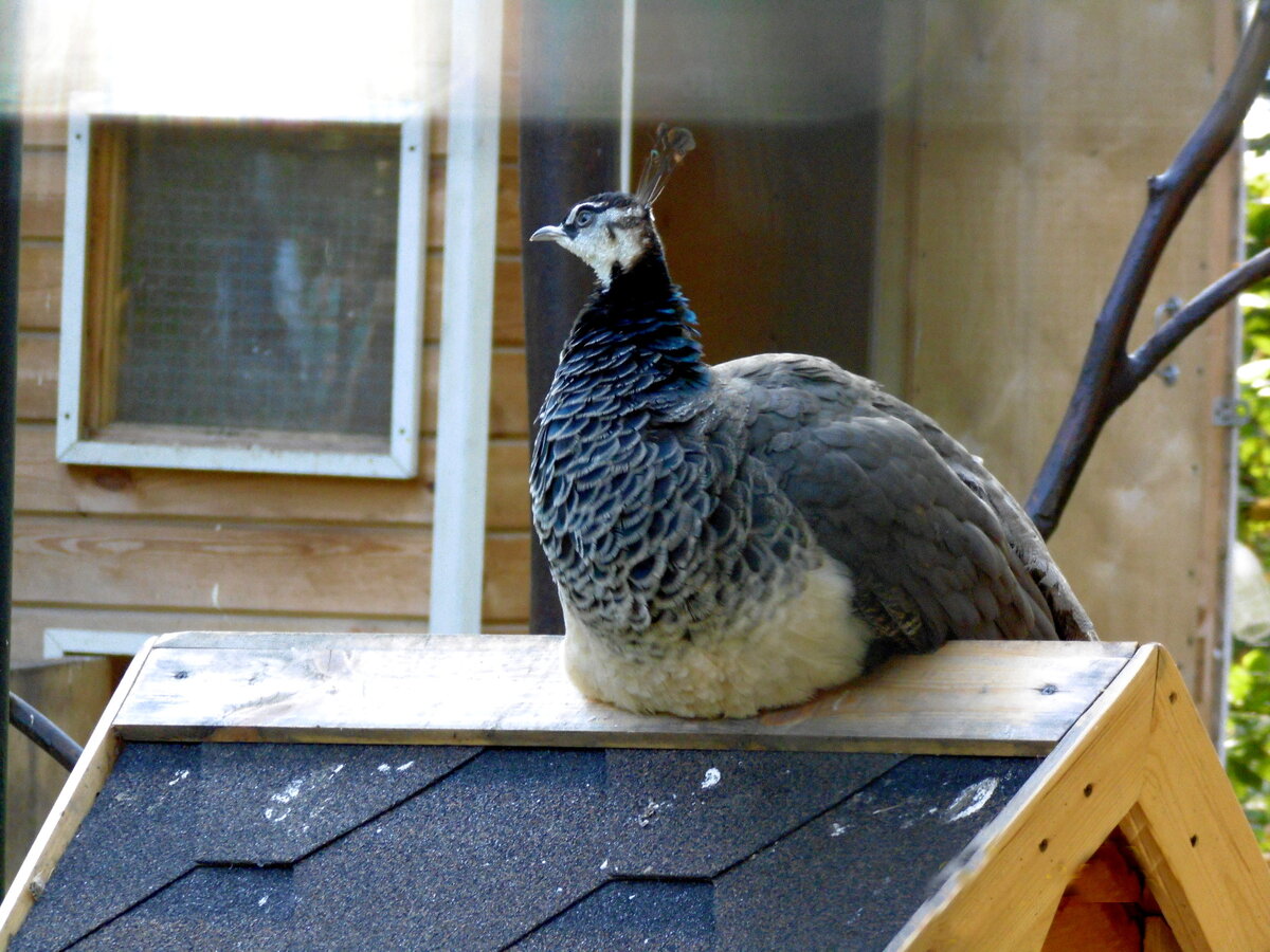 Важное качество женского характера - отстраненность. Фото автора