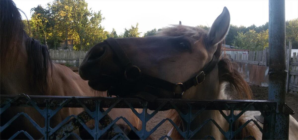 Спрашивает, где ее сено. Фото автора