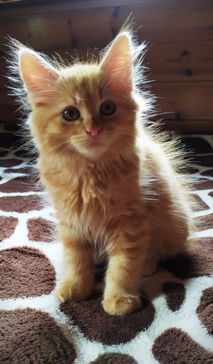 Бонька - собственной персоной