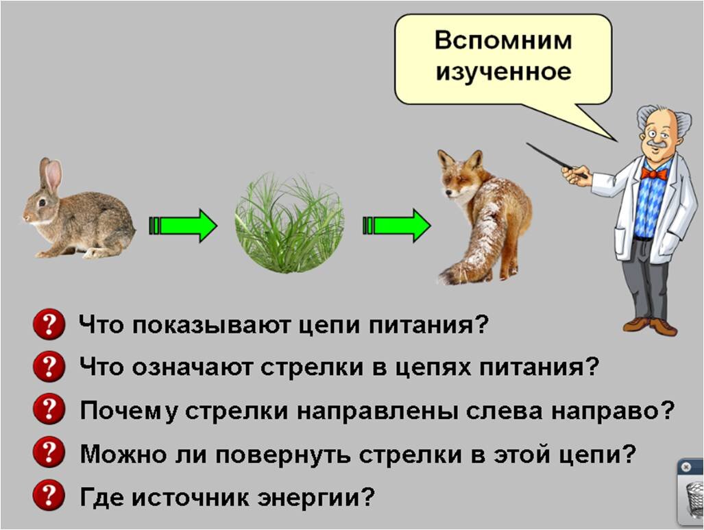 Урок на тему «Как ученые используют знания о цепях питания» | Елена Сова:  пуд соли в школе | Дзен