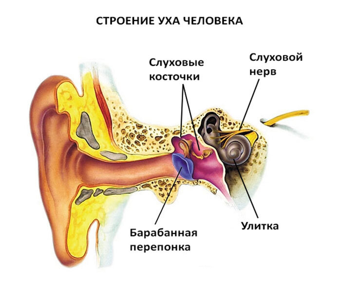 Клиническая анатомия уха