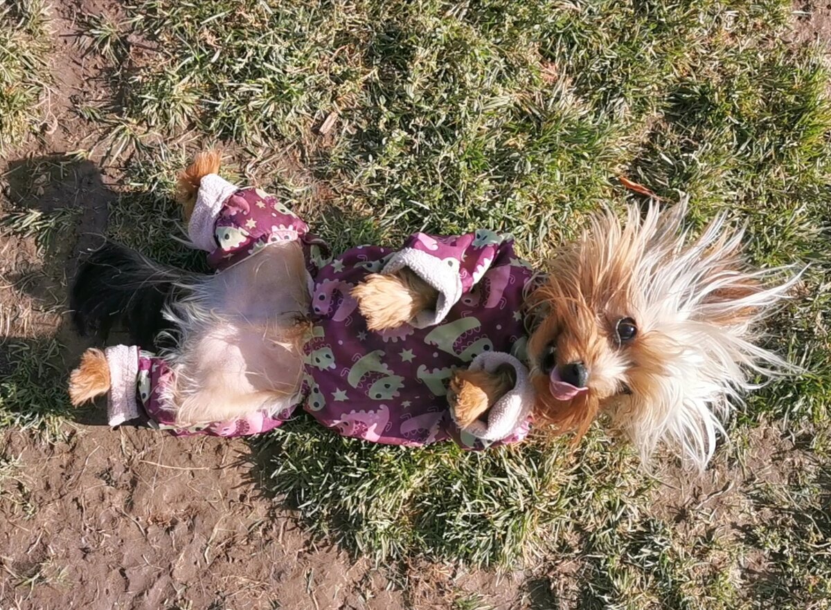 Вот, собственно и он. Модель "стандарт" 