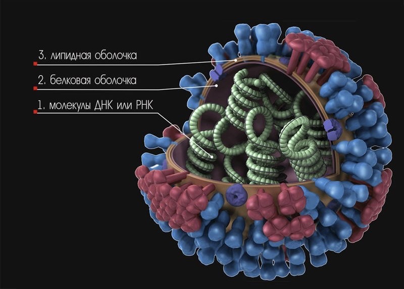 Строение сложного вируса