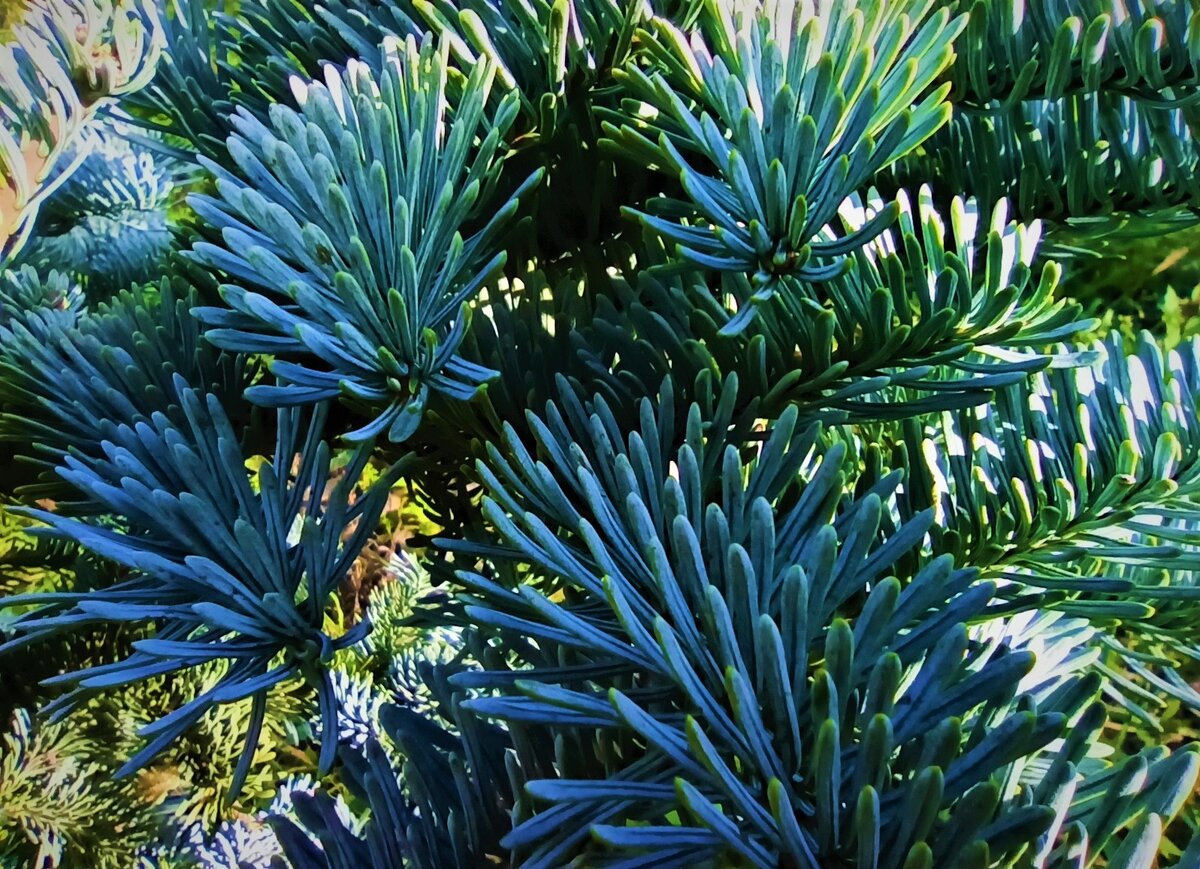  На фото наша Пихта благородная Глаука (Abies procera Glauca).