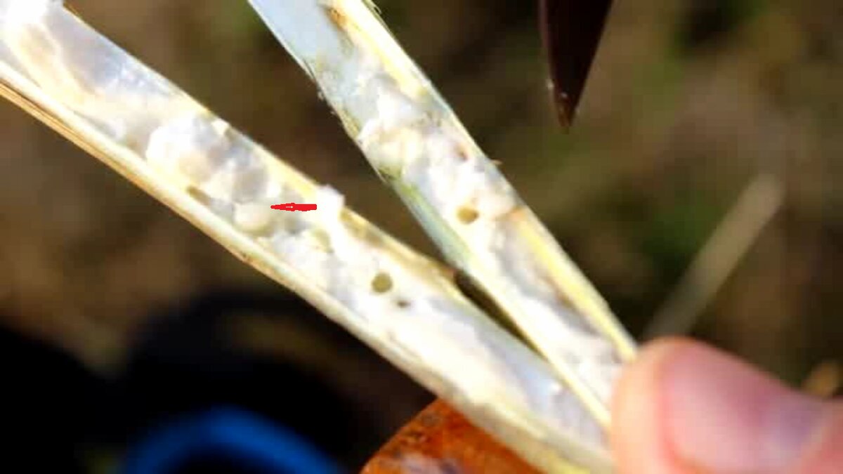 Личинка обозначена красной стрелкой