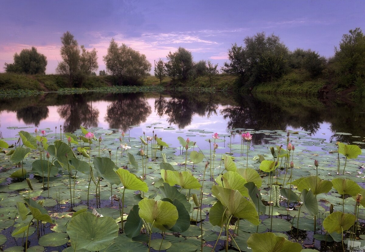 Озеро с лотосами в хабаровске. Лотосовое озеро. Лотосовые поля в дельте волги. Озеро лотосов (д. Лотосовое озеро приморский край.
