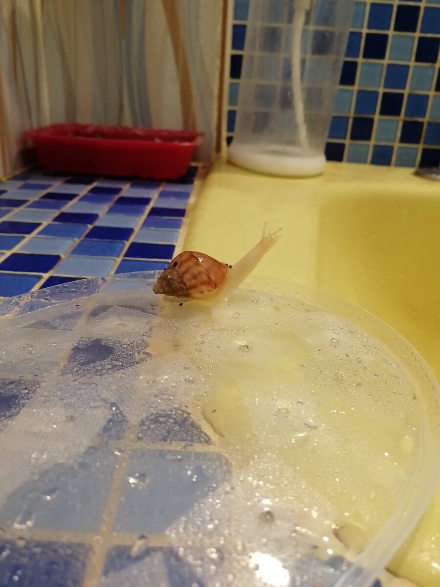  Такая обоятельная малышка появилась у меня буквально тройку месяцев назад.                            