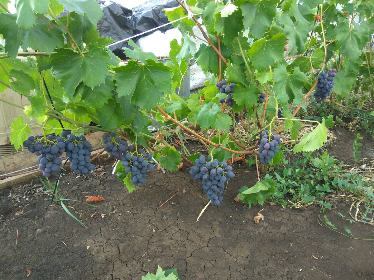 Самарский виноград