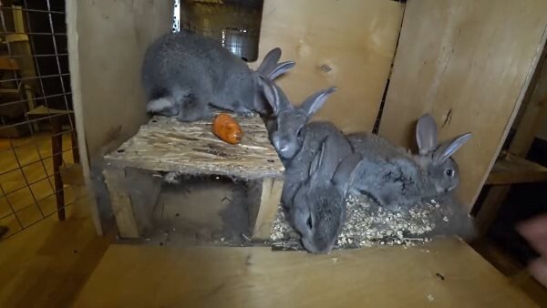 Работы, проводимые с крольчихой и крольчатами после окрола