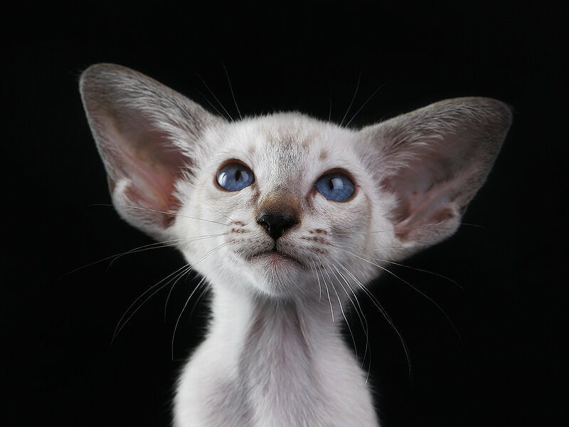 Картинки взяты с открытых источников.