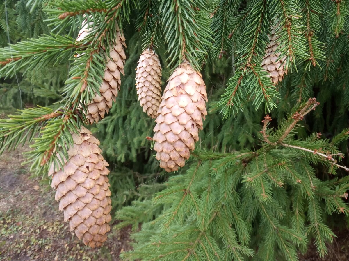Шишки еловые.