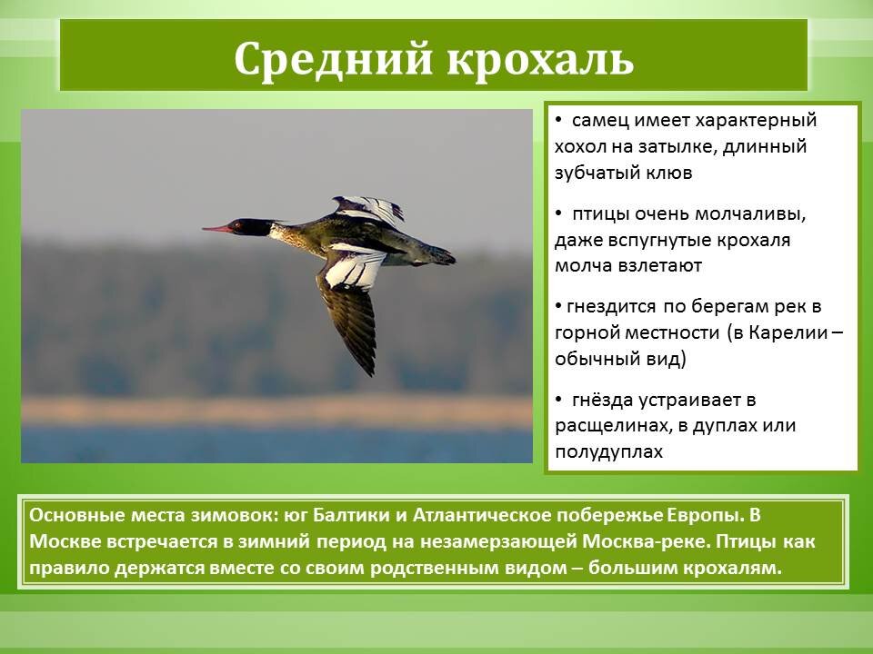 Пернатые гости сочинение по плану