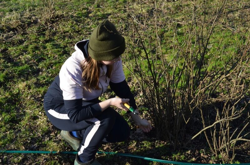 Осенняя обрезка смородины.