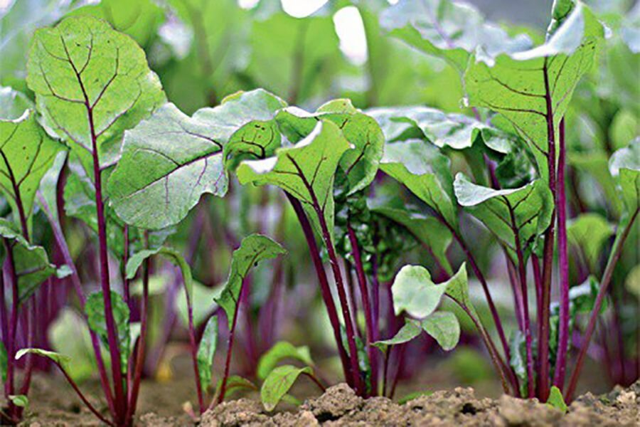 Яндекс. Картинки