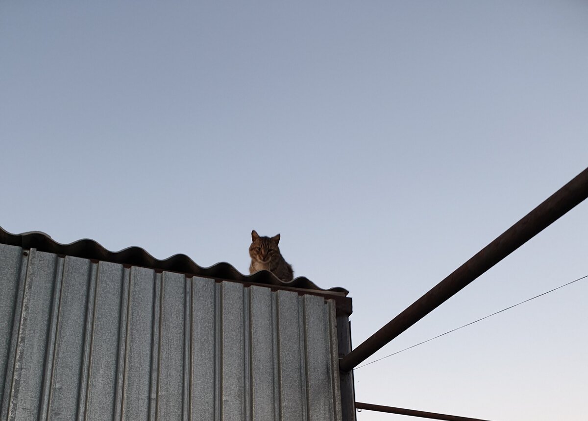 Кот в доме хозяин. Анекдоты из сложной жизни моего кота | Старый анекдот –  это я | Дзен