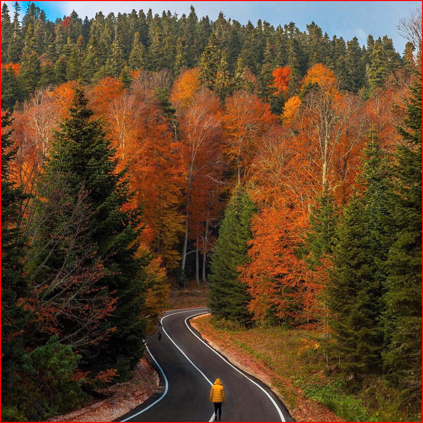 Чудесная осень 
Юрий Александрович Налимов

В небе свинцовая туча плывёт,
В ней пробивается лучик рассвета.
Иней в траве перламутром цветёт,
Утро осеннее, кончилось лето.

Рощи укрылись парчой золотою,
Осины одели багровый наряд.
Сосны и ели с мохнатой хвоёю,
Как изумруды, зелёным горят.

Красками осень взор восхищает,
Солнце всё выше плывёт в небеса.
Туча умчится, иней растает,
И на траве  засверкает роса .

Падают листья на землю шурша,
Ветра порыв прилетел ниоткуда.
Взор увлажнился, трепещет душа.
Осень! Какое же чудное чудо!

Всем Спасибо!

© Copyright: Юрий Александрович Налимов, 2020
Свидетельство о публикации №120092103652

