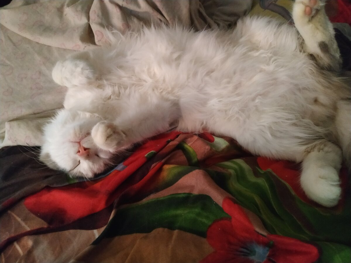 Мой спящий кот Дуралей