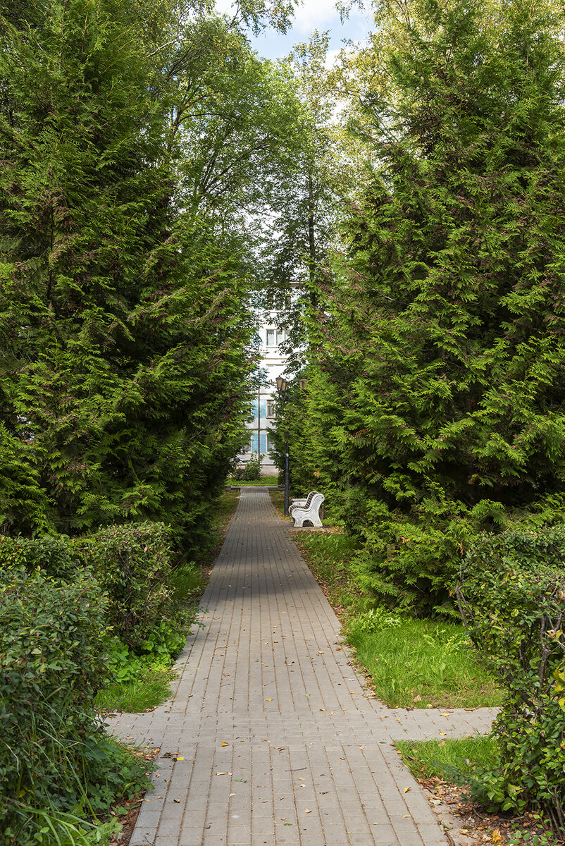 Аллея в парке Победы. Фото автора