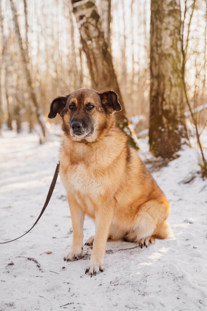 Большинство людей приезжают в приют за маленькой или средней собакой. Хлоя же считается крупной. 