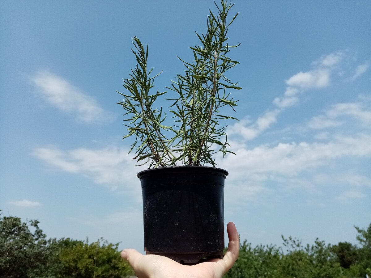 Вот такой кустик. Продали прямо в горшочке, с комом субстрата.