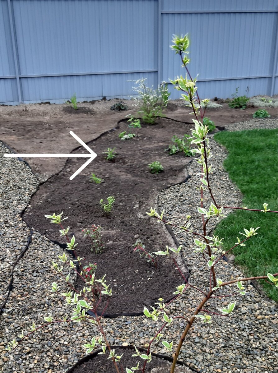 Мой флокс при посадке в мае