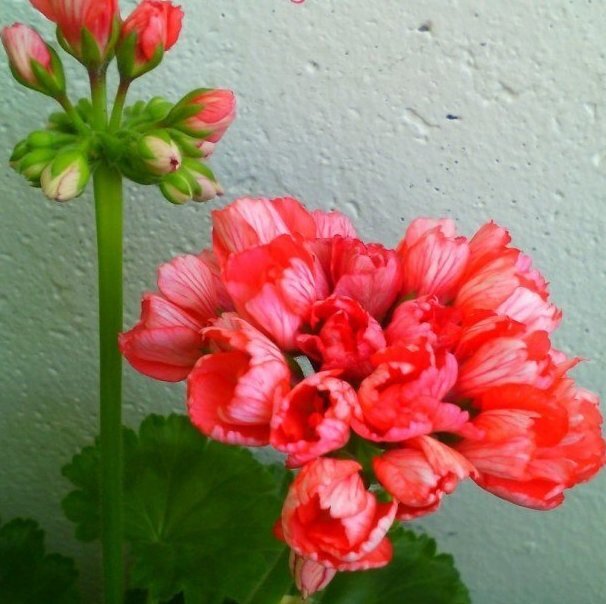 Patricia Andrea - кустик очень крепкий, небольшого размера. В открытом грунте достигает высоты до 50см. Пышные соцветия, классическая форма тюльпана. 