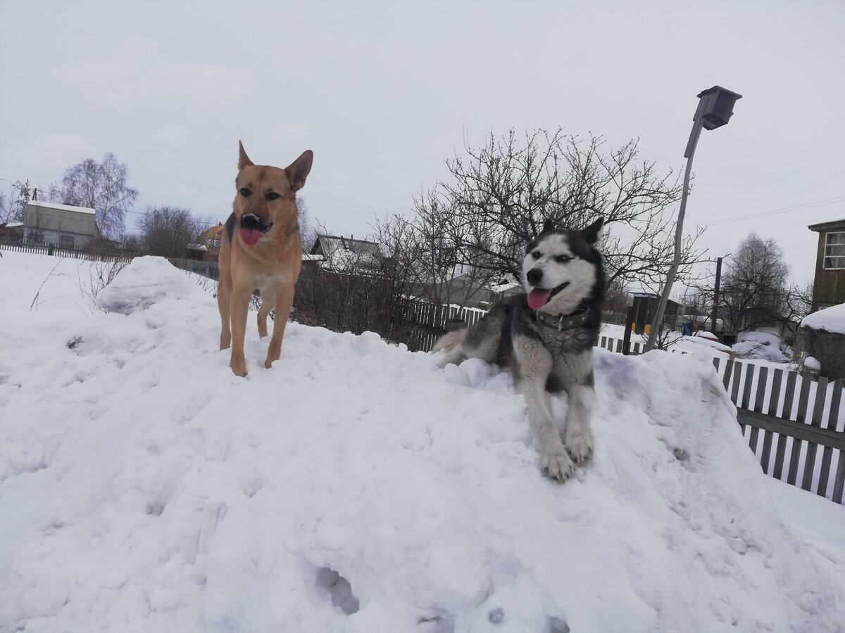 Джесси с Хасей