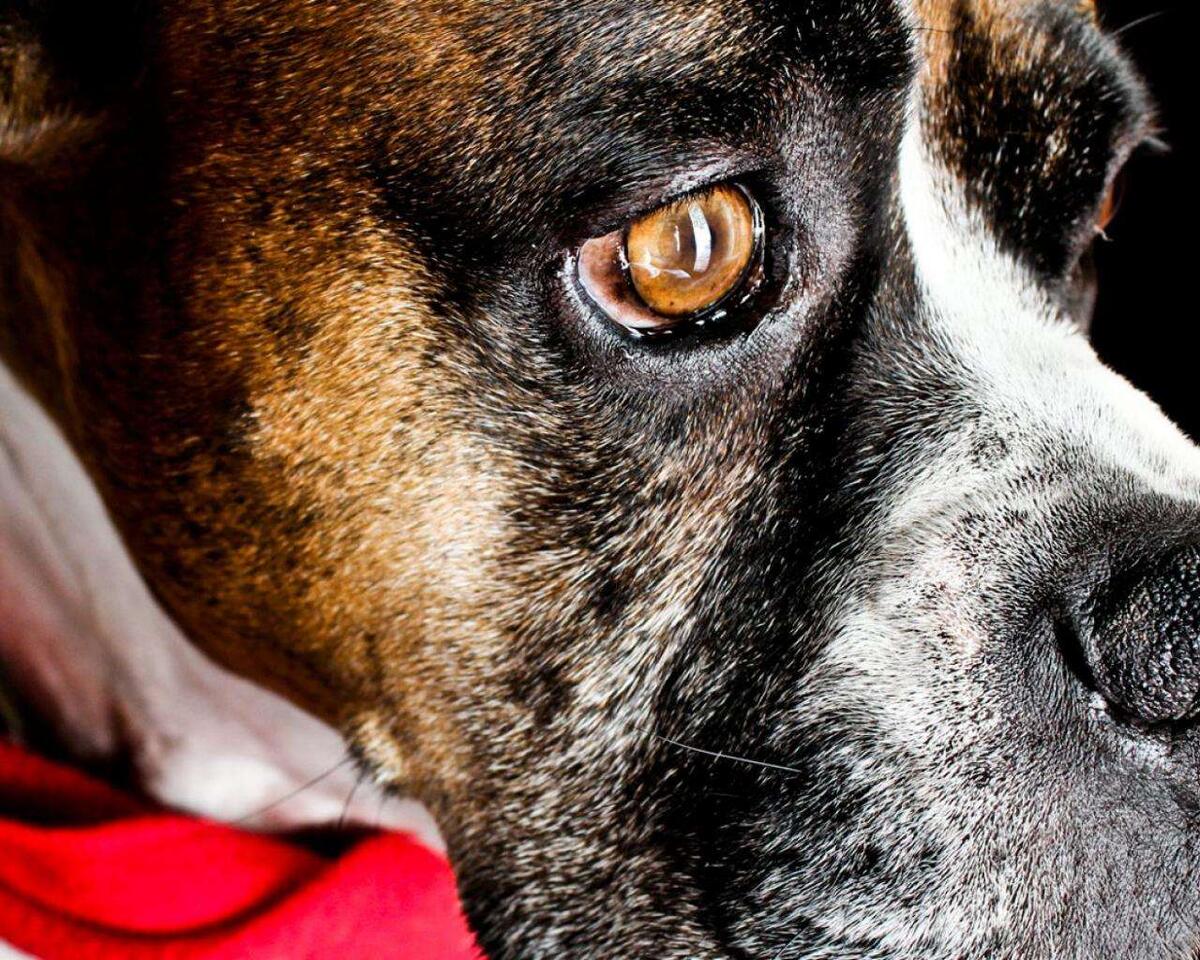 Хозяева без Бакса не обходились никак.