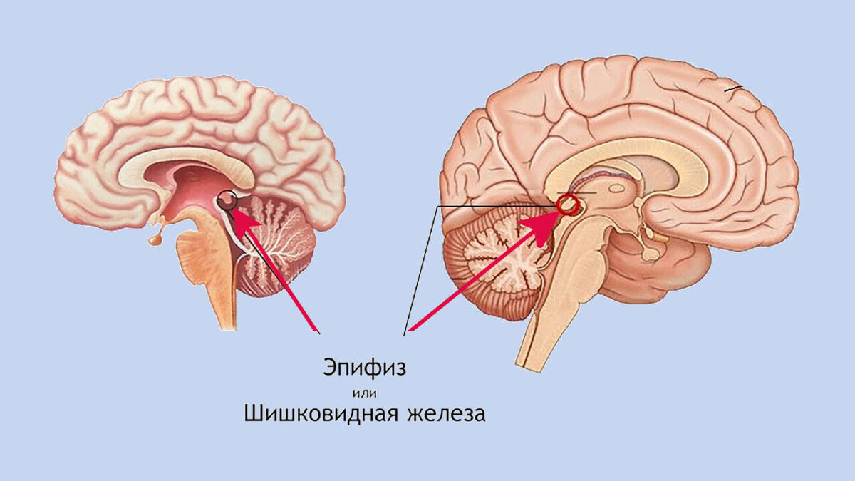 Где находится шишковидная железа у человека фото